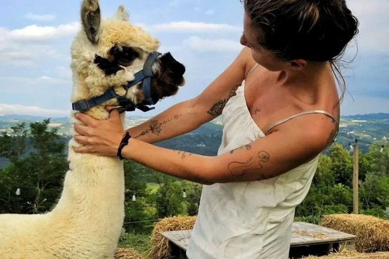 Langhe: Alpaca Walk, Farm Visit, and Traditional Picnic