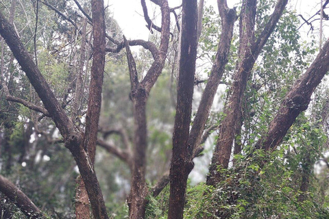 Nairobi: National Botanical Gardens & Nature walk Tour