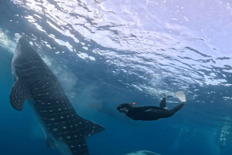 From Lombok: Kanawa Island and Whale Shark Tour with Meals
