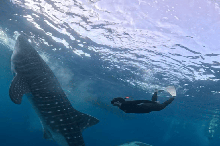 From Lombok: Kanawa Island and Whale Shark Tour with Meals