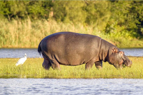 Half Day Safari Gwahumbe Game Reserve from Durban