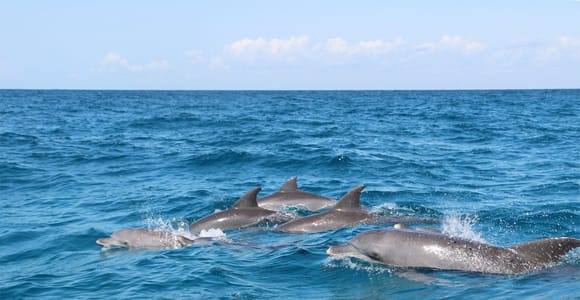 Prison Island, Lunch Break Experience, Mnemba Dolphin Tour