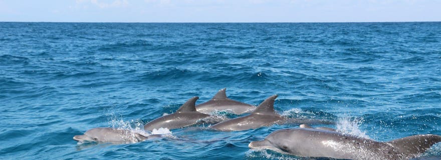 L'île prison, l'expérience de la pause déjeuner, l'excursion des dauphins de Mnemba