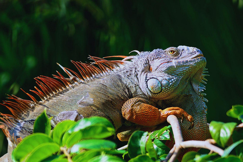 Private Kayaking Adventure: a 2-hour Wildlife Escape Self-Guided Kayaking Adventure: a 2-hour Wildlife Escape