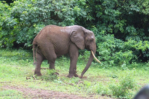 Kenia: Safari de 7 días por los 5 Grandes desde Nairobi