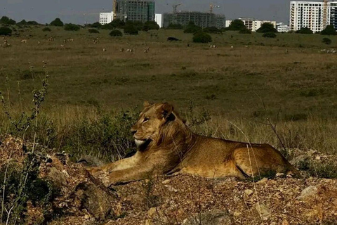 Nairobi National Park: Early Morning or afternoon adventure Early morning game drive in a Landcruiser JEEP