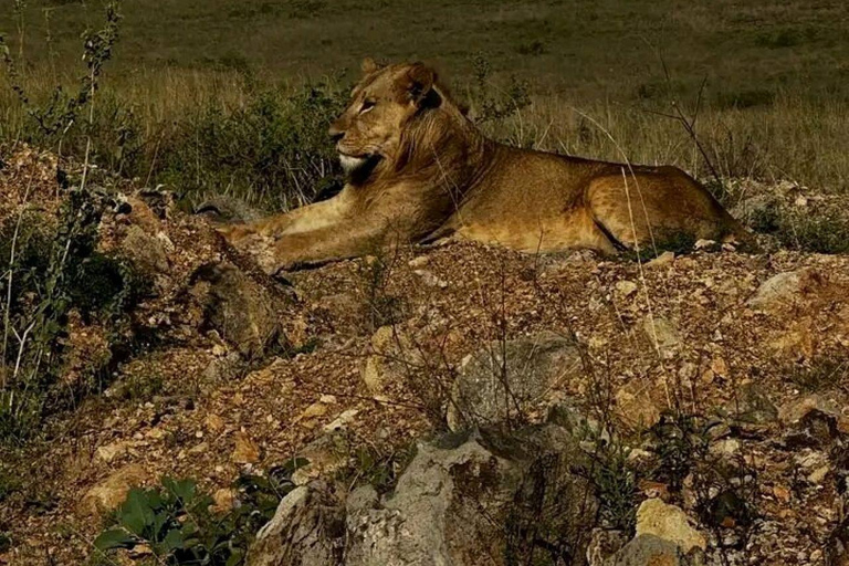 Nairobi National Park: Early Morning or afternoon adventure Early morning game drive in a Landcruiser JEEP