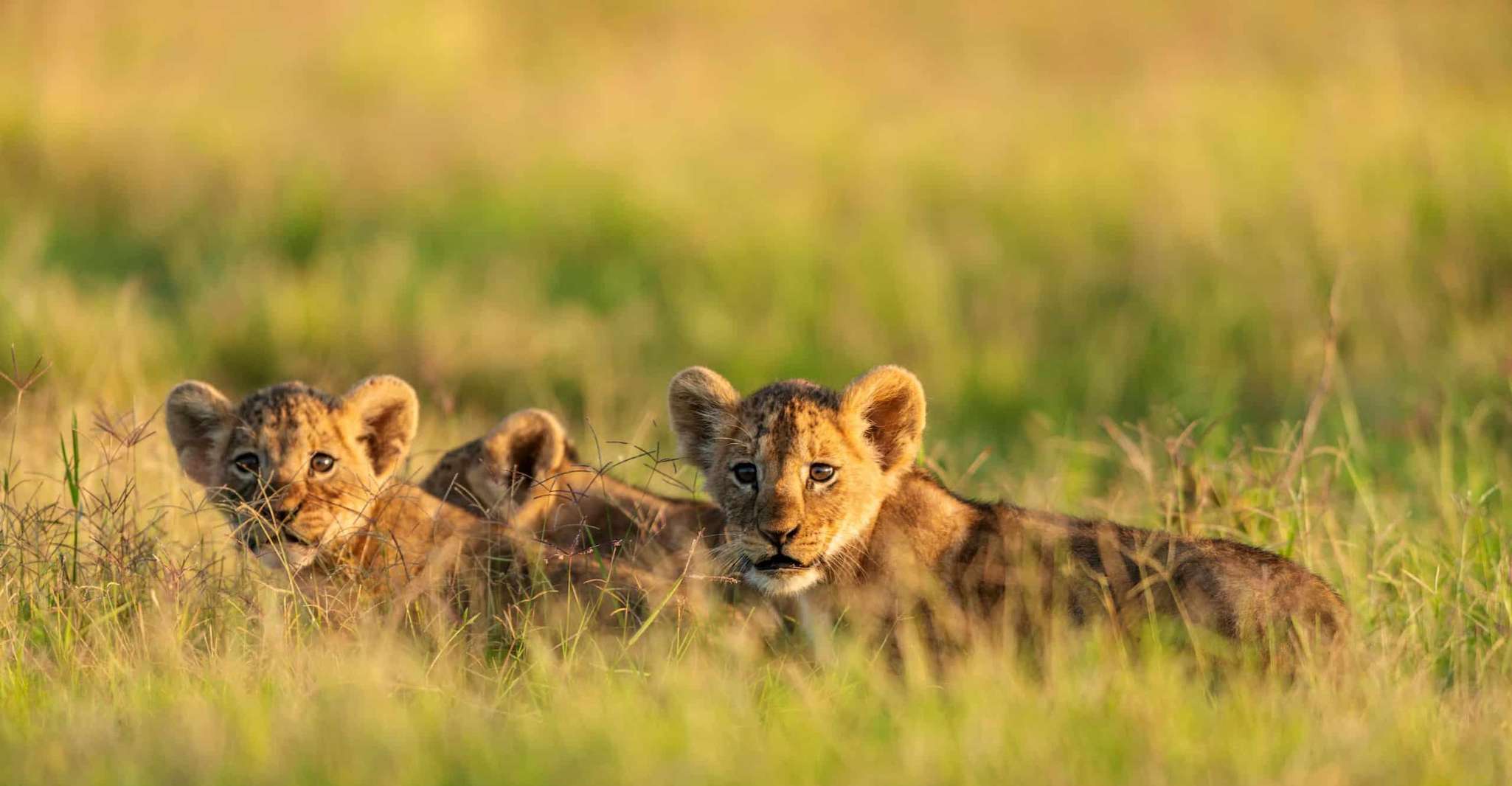 3 giorni Maasai Mara Group Safari usando un Landcruiser 4x4 - Hizvo