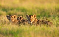 Safari de groupe Maasai Mara 3 jours en utilisant un Landcruiser 4x4 - Hizvo
