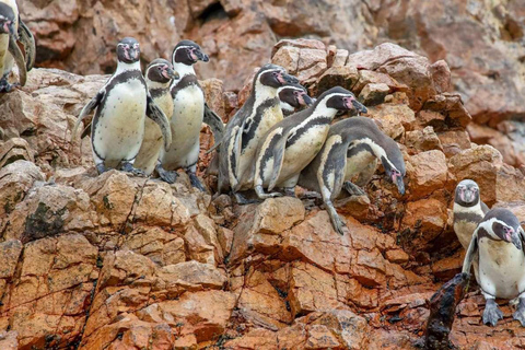 Paracas: Ballestas Islands + Paracas Reserve - FullDay Combo