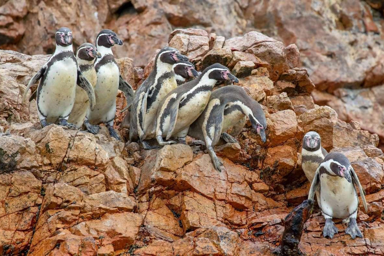 Paracas: Ballestas Islands + Paracas Reserve - FullDay Combo