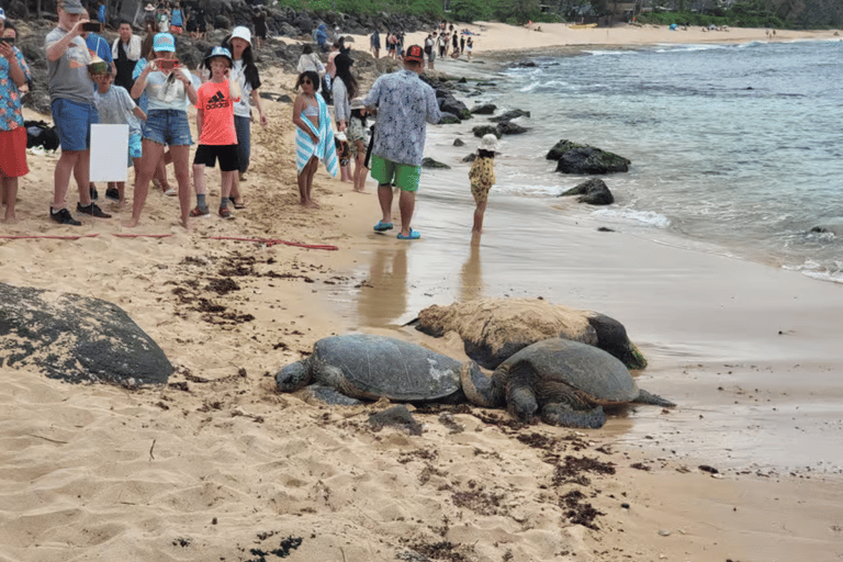 Oahu: Shared Circle Island Tour from Waikiki