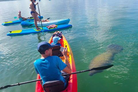 Sarasota: Lido Key Mangrove Tunnel Kayak or Paddleboard Tour Paddleboard