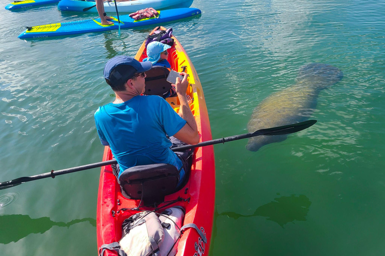 Sarasota: Lido Key Mangrove Tunnel Kayak or Paddleboard Tour Paddleboard