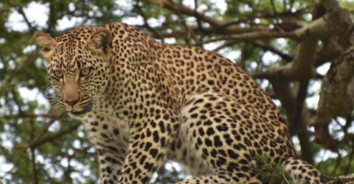 Arusha: 4-Day Tarangire, Manyara, Ngorongoro Private Safari | GetYourGuide