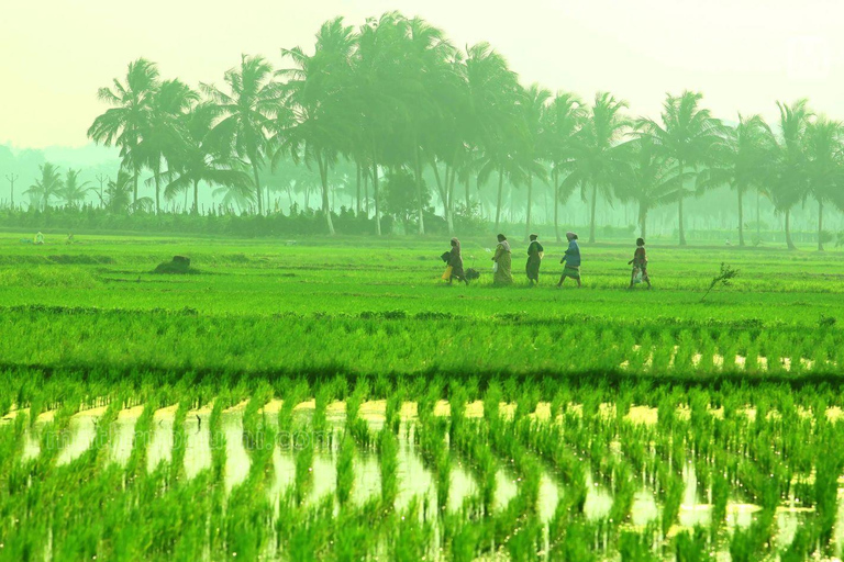 Kochi: Ultimate Kerala and Kumbalangi Village Same Day Tour