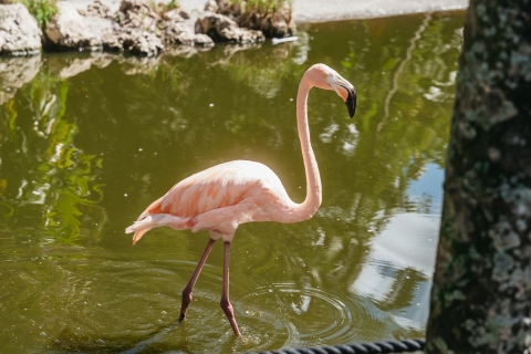 Fort Lauderdale: Flamingo Gardens Entry Ticket