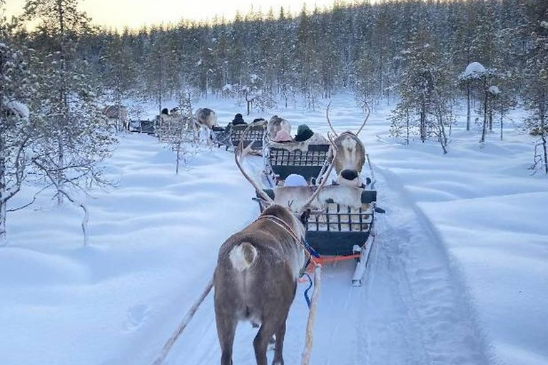 Rovaniemi: Reindeer Farm & Arctic Experience and Photos
