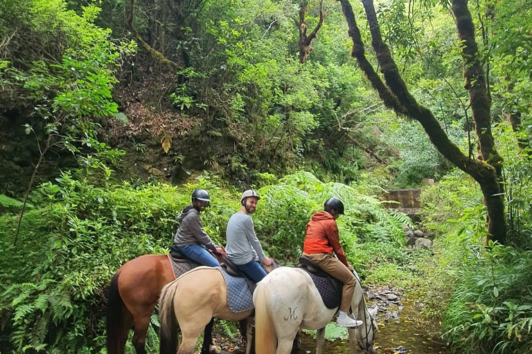 Madeira Horse Riding: Laurel Forest Trail