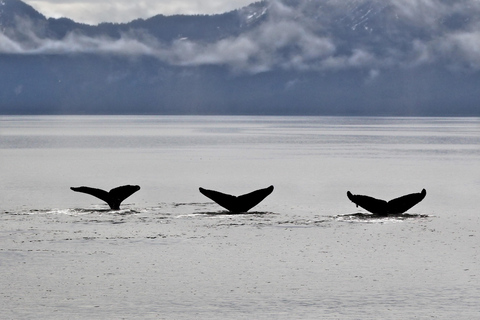 Seward: Resurrection Bay Half-Day Sightseeing Cruise