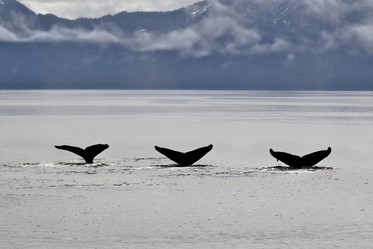 Seward: Resurrection Bay Half-Day Sightseeing Cruise