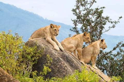 KENIA:Busch- und Strandsafari, Wildtierbeobachtung und Strandurlaub