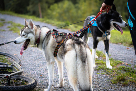 Husky Erlebniswanderung AlthütteCaminhada com a experiência do Husky