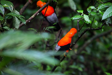 From Cusco: 4-Day Manu Cloud Forest Birdwatching Tour