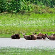 From Bangkok: Khao Yai National Park Day Trip