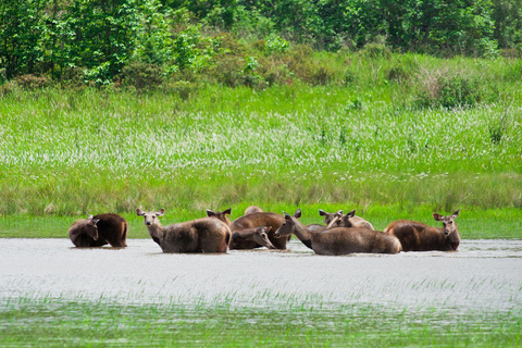 From Bangkok: Khao Yai National Park Day Trip