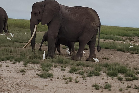 جولة رحلة ليوم واحد في أمبوسيلي - إطلالة على كليمنجارو