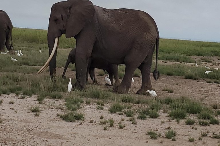 جولة رحلة ليوم واحد في أمبوسيلي - إطلالة على كليمنجارو