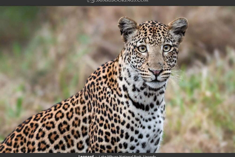 Parc national du lac Mburo : safari guidé de 3 jours à la découverte de la faune sauvage