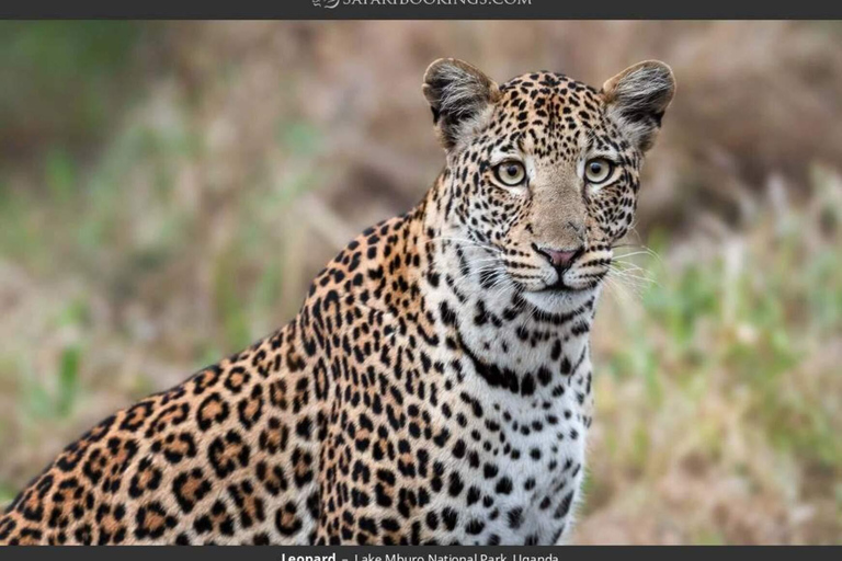Parc national du lac Mburo : safari guidé de 3 jours à la découverte de la faune sauvage