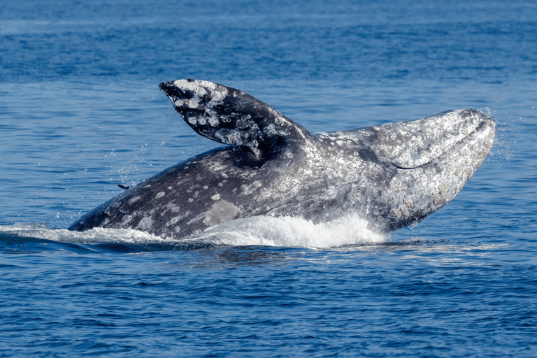 Seattle: Half-Day Wildlife and Whale Watching Cruise Standard Seating