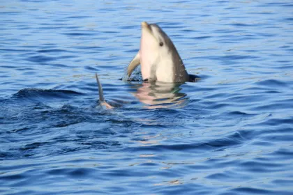 Olbia : Delfine beobachten & schnorcheln