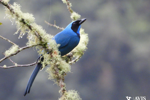 Near Papallacta: hiking in private natural reserve + lunch