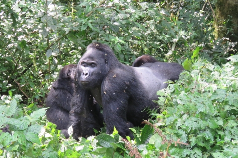 De Kigali a Bwindi: 2 días de senderismo por Uganda en busca de gorilasMágica excursión de 2 días a los gorilas de Uganda desde Kigali