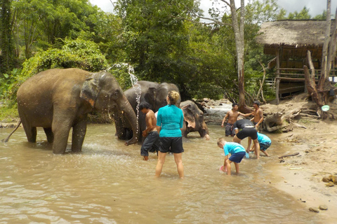 The Must-Do: Authentic Elephant & Village Life in Chiang Mai