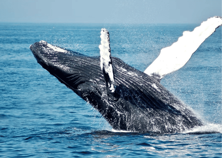 Uvita: Whale Watching in the Ballena National Marine Park