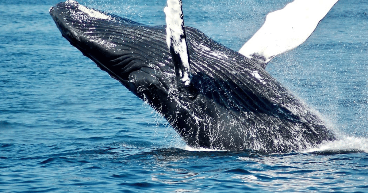 Uvita: Whale Watching in the Ballena National Marine Park | GetYourGuide