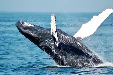 Uvita: Whale Watching, in the Marino Ballena National Park