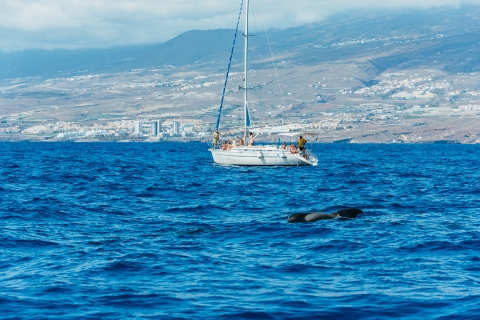 Tenerife: avistamiento de delfines y ballenas con aperitivosTour compartido