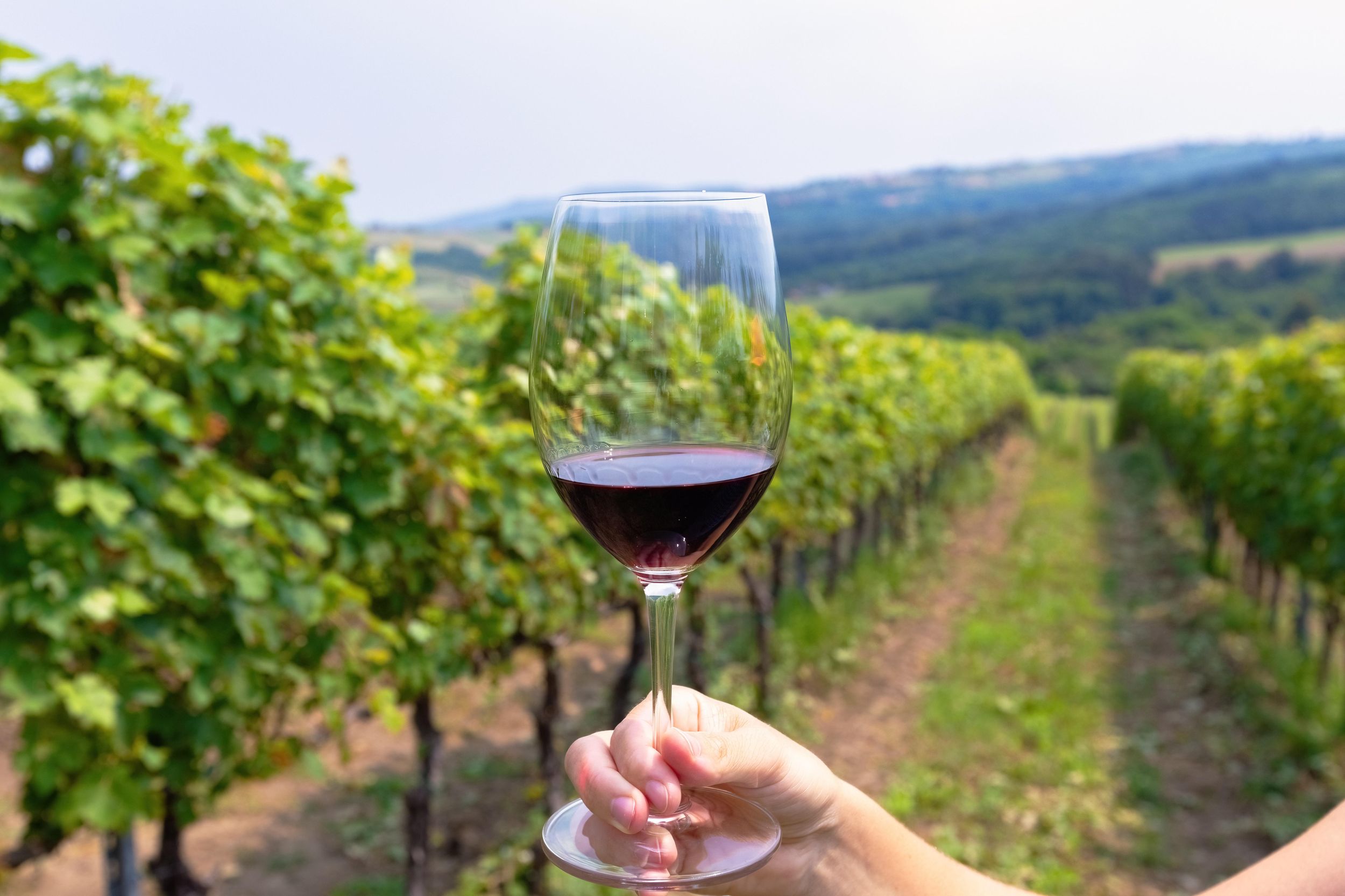 Barolo-Erlebnis: Im Land des Königs der Weine