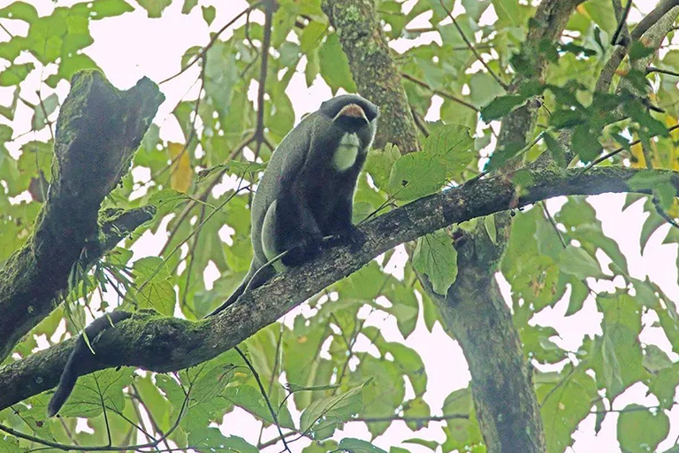 Chebera Churchura: Wildtiere &amp; malerische Ausblicke 4-tägige TourChebera Churchura: 4-tägige Tour mit Wildtieren und tollen Aussichten