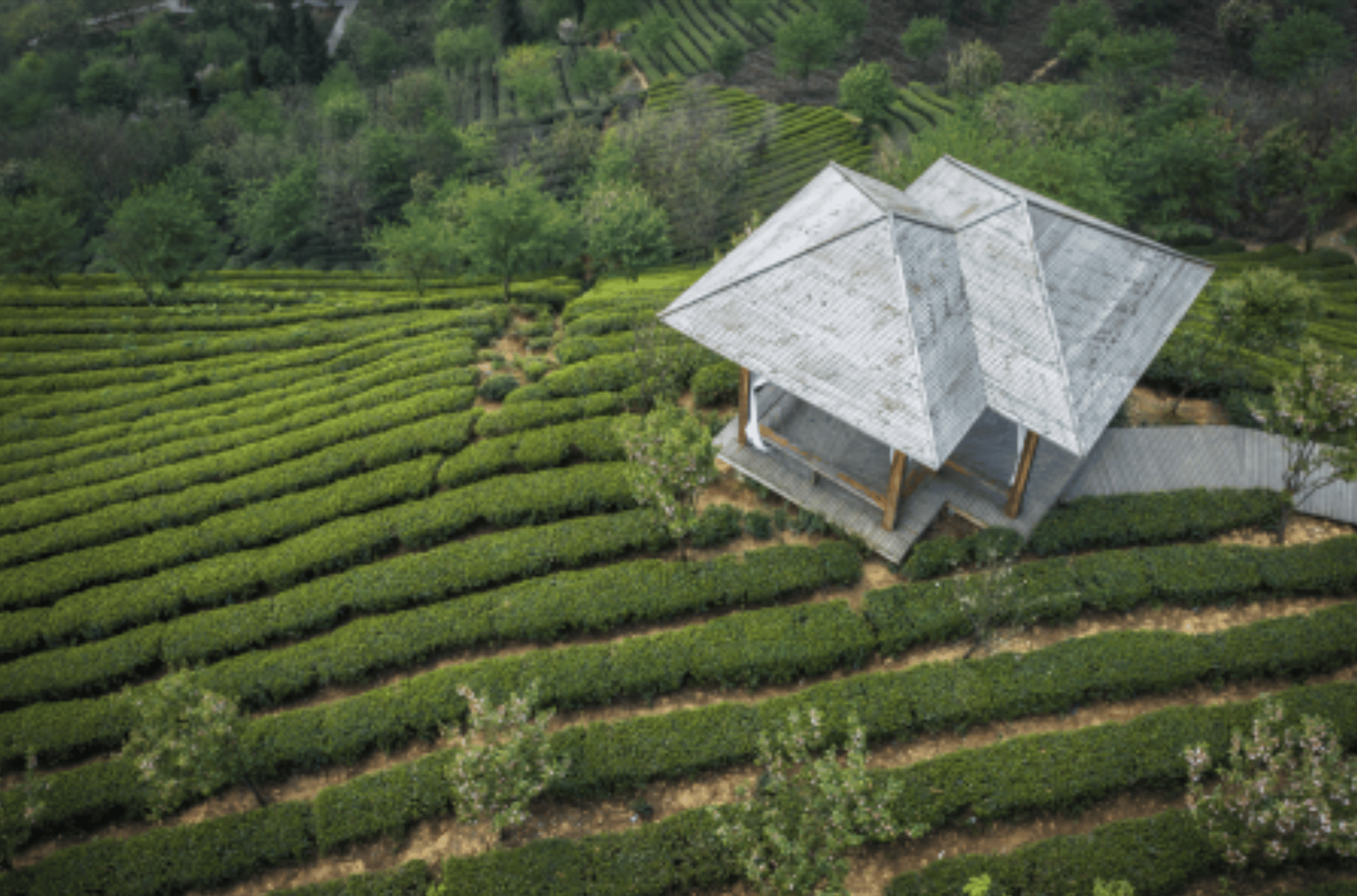 Hangzhou: Bootsfahrt auf dem Westsee, Lingyin-Tempel und Tee-Tagestour