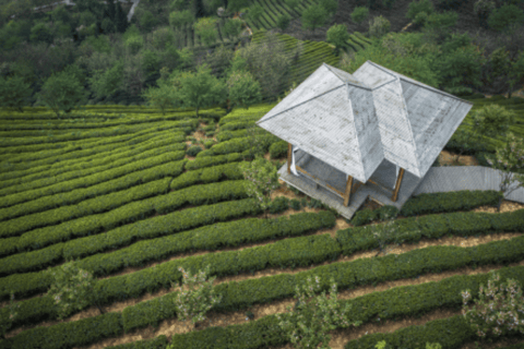 Hangzhou: West Lake Cruise, Lingyin Temple, & Tea Day Tour Hangzhou Tour of the City’s Top Sights - No Lunch