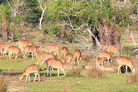 Sri Lanka : Circuit de 12 jours avec découverte du riche patrimoine