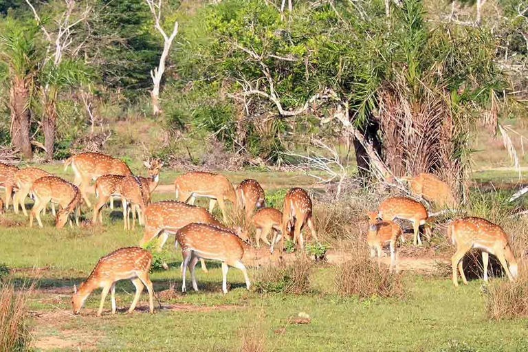 Von Anuradhapura: Wilpattu-Nationalpark Halbtagessafari