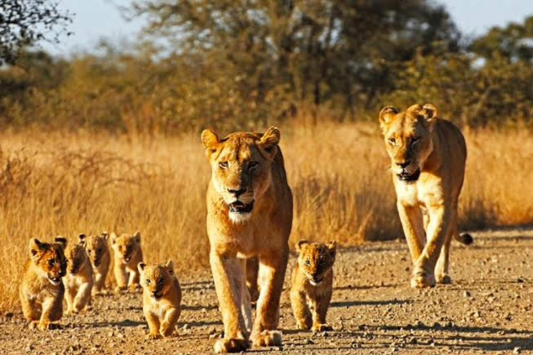 5-Day Murchison Falls Safari with Ziwa Rhinos